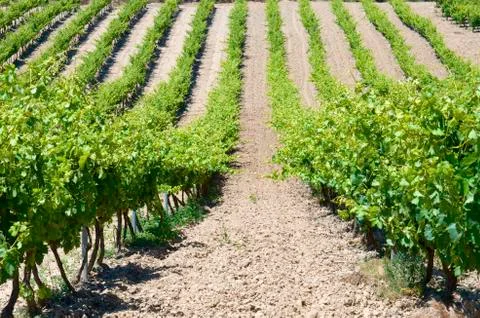 Vineyard Stock Photos