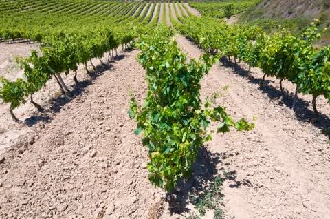 Vineyard 写真素材