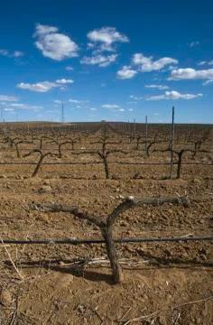 Vineyard Stock Photos