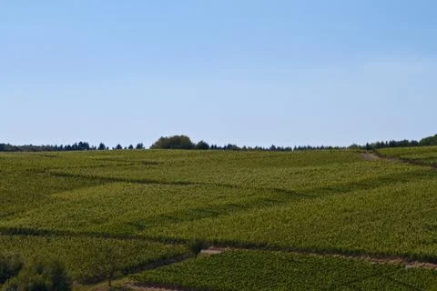 Vineyard Stock Photos