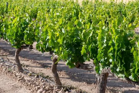 Vineyard Stock Photos