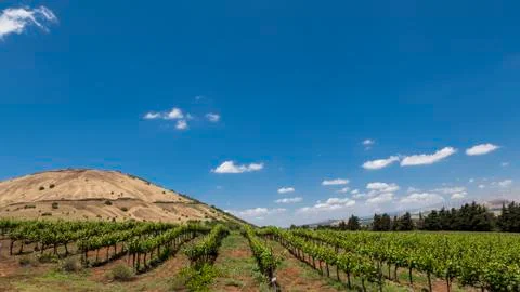 Vineyard Stock Photos