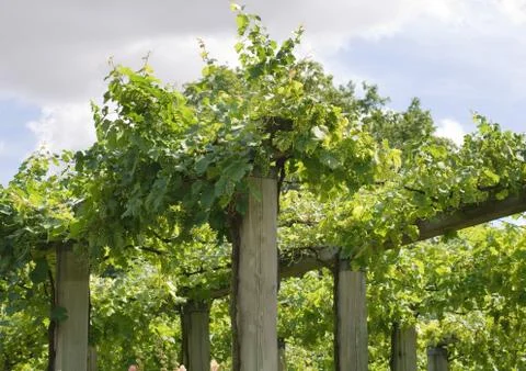 Vineyard Stock Photos