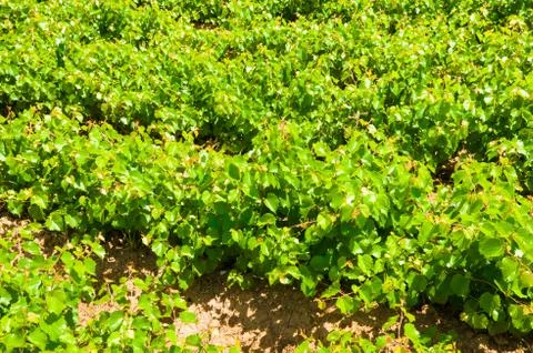Vineyard Stock Photos