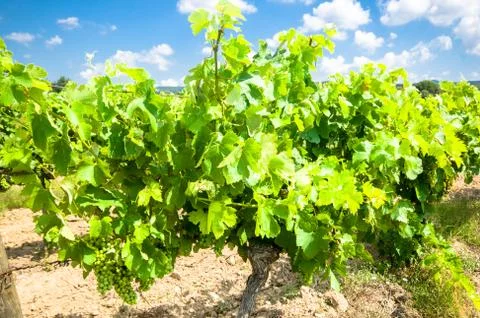 Vineyard Stock Photos