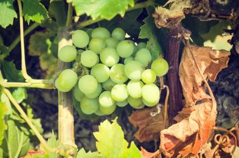 Vineyard Stock Photos