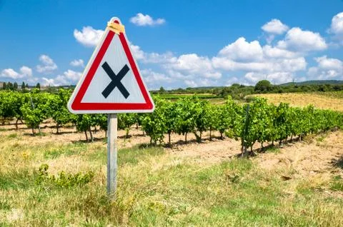 Vineyard Stock Photos