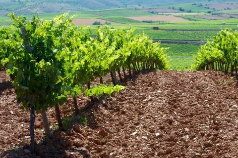 Vineyard 库存照片