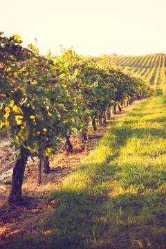 Vineyard Stock Photos