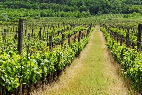 Vineyard Stock Photos