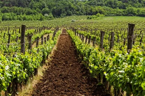 Vineyard Stock Photos