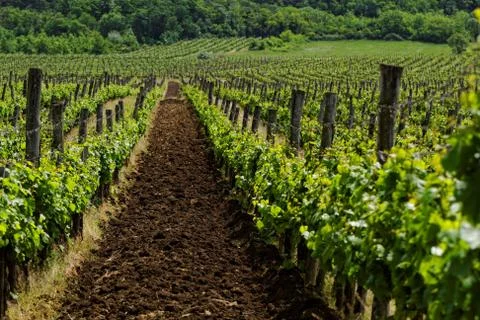 Vineyard Stock Photos