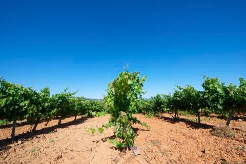 Vineyard Stock Photos