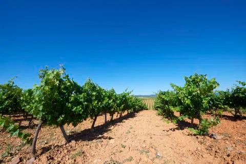 Vineyard Stock Photos