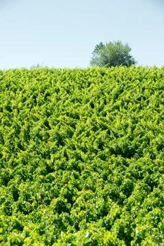 Vineyard Stock Photos