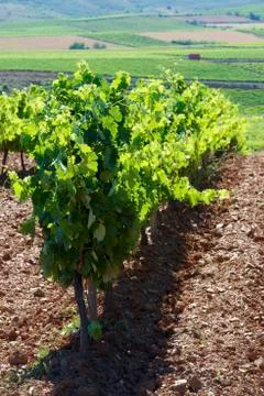 Vineyard Stock Photos