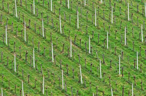 Vineyard Stock Photos