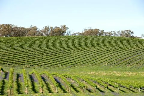 Vineyard Stock Photos