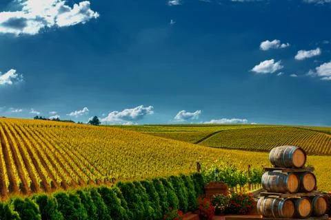 Vineyard Stock Photos