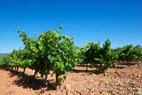Vineyard Stock Photos