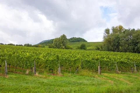 Vineyard Stock Photos