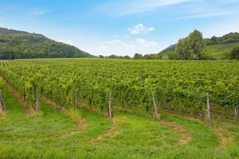 Vineyard Stock Photos