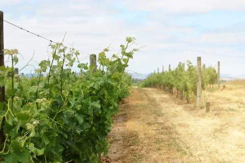 Vineyard Stock Photos