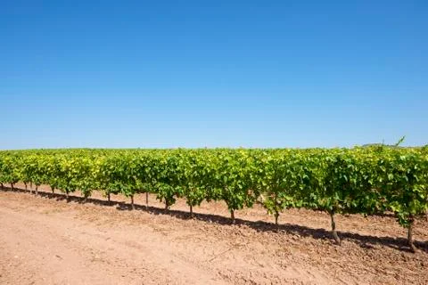 Vineyard Stock Photos