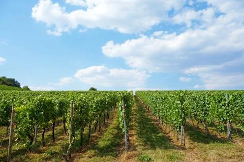 Vineyard Stock Photos