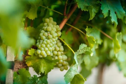 Vineyard Stock Photos