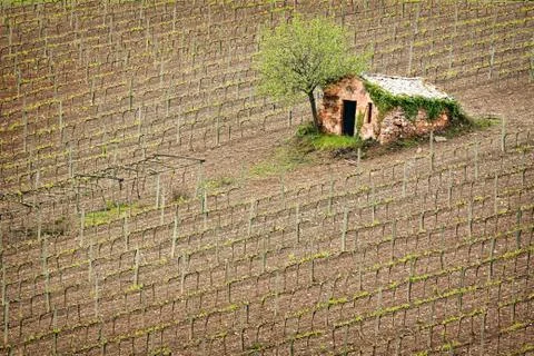 Vineyard Stock Photos