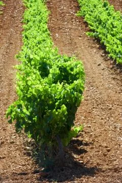 Vineyard 写真素材