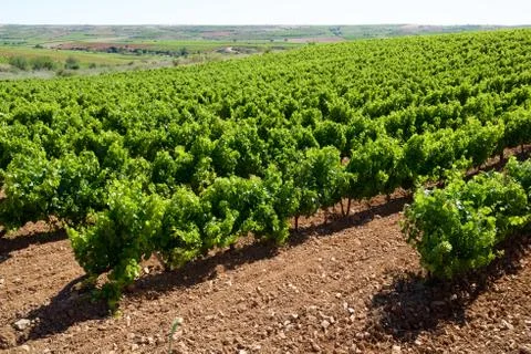 Vineyard Stock Photos