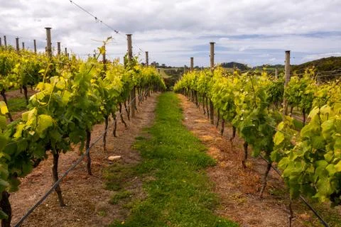 Vineyard Stock Photos