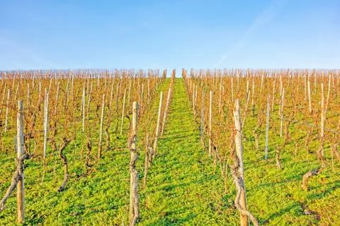 Vineyard Stock Photos