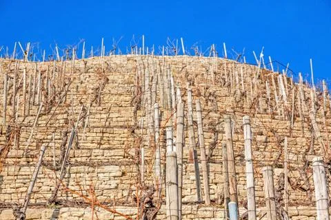 Vineyard Stock Photos