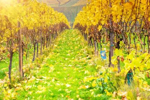 Vineyard Stock Photos