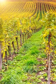 Vineyard Stock Photos