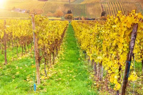 Vineyard Stock Photos