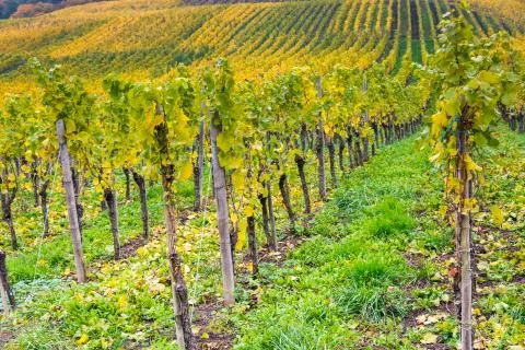 Vineyard Stock Photos