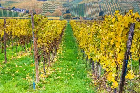 Vineyard Stock Photos