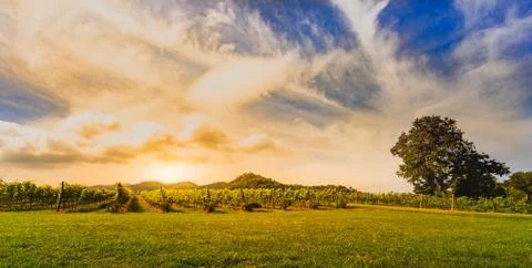 Vineyard Stock Photos