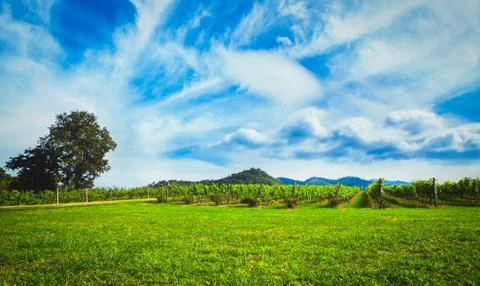 Vineyard Stock Photos