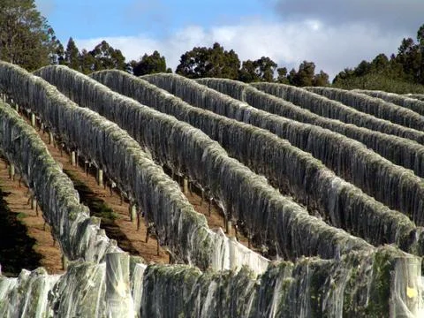 Vineyard Stock Photos