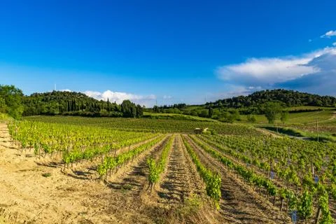 Vineyard Stock Photos