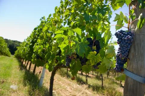 Vineyard Stock Photos