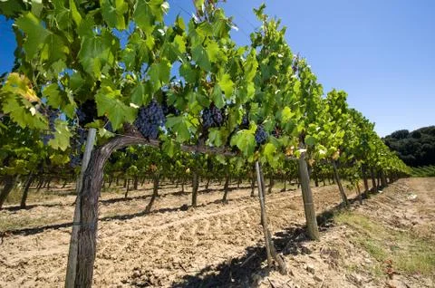 Vineyard Stock Photos