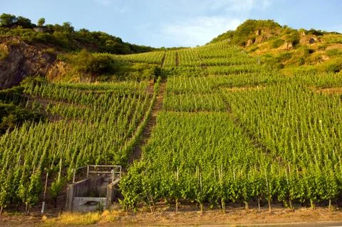 Vineyard Stock Photos