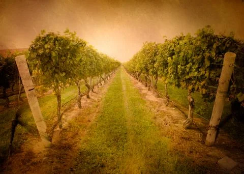 Vineyard Stock Photos