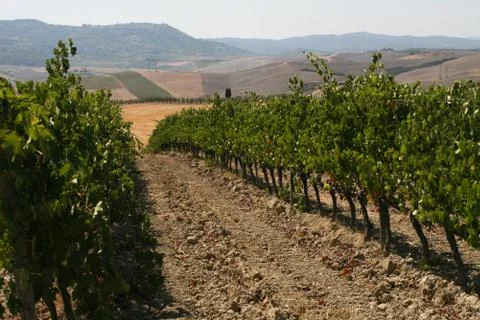 Vineyard Stock Photos